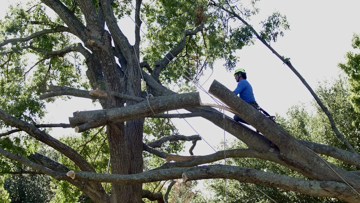 Professional Crown Thinning performed by certified arborists in Wanakena