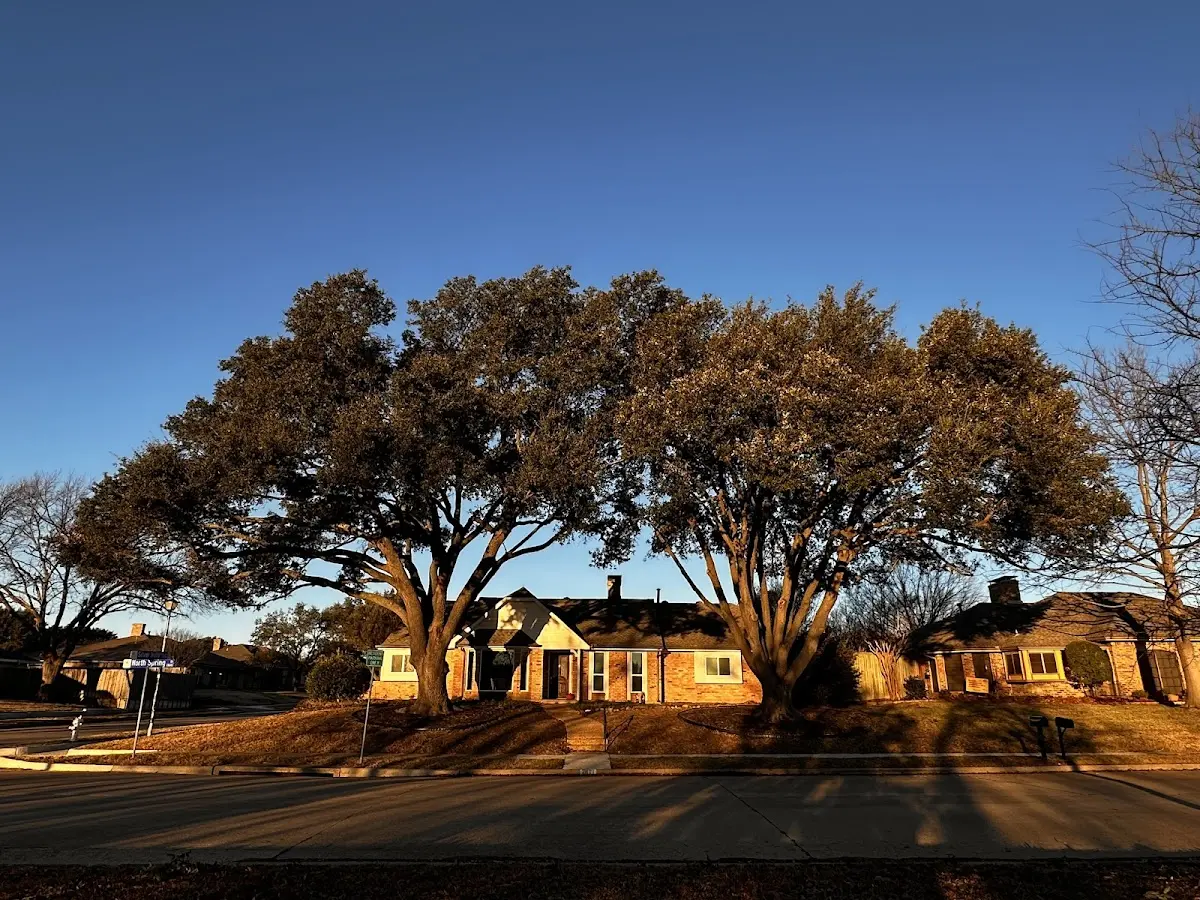Established residential canopy tree shading a home in Wanakena